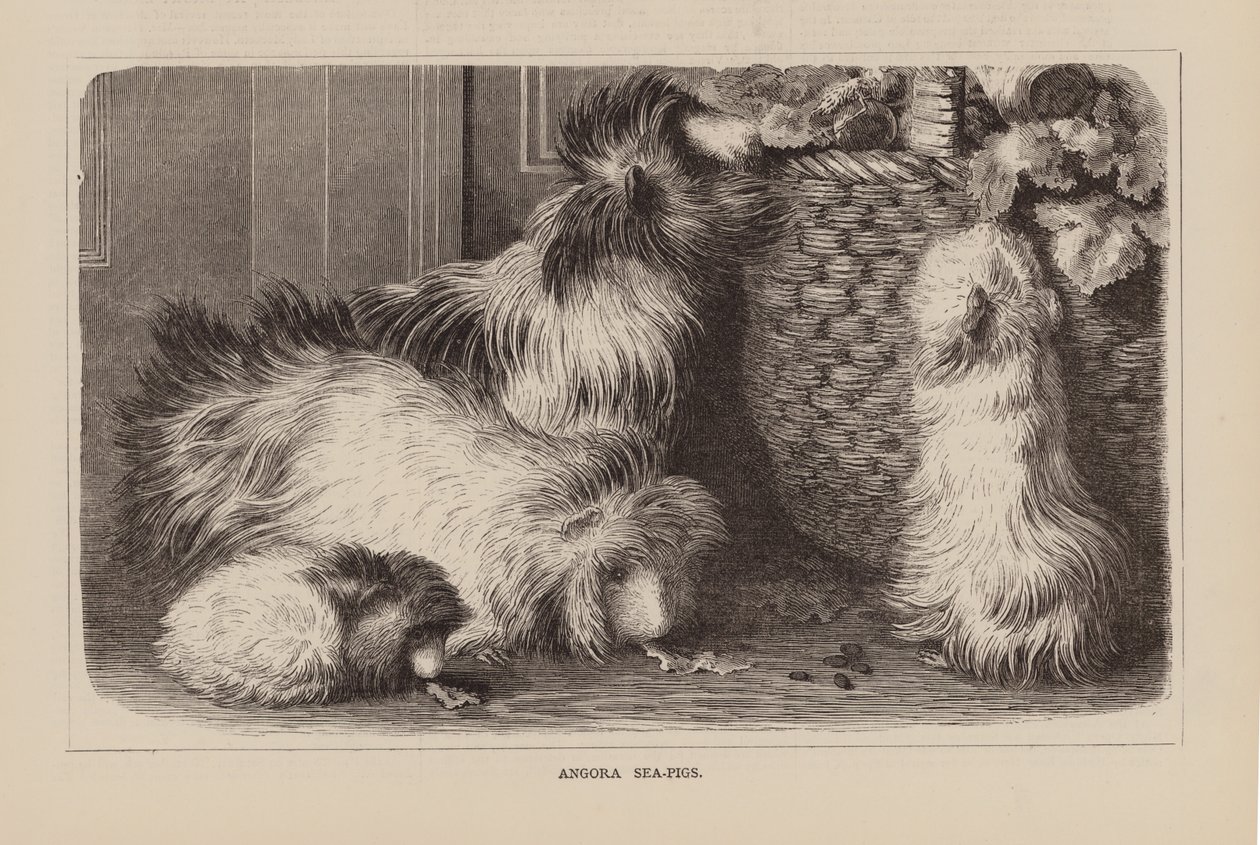 Angora-See-Schweine (Gravur) von English School