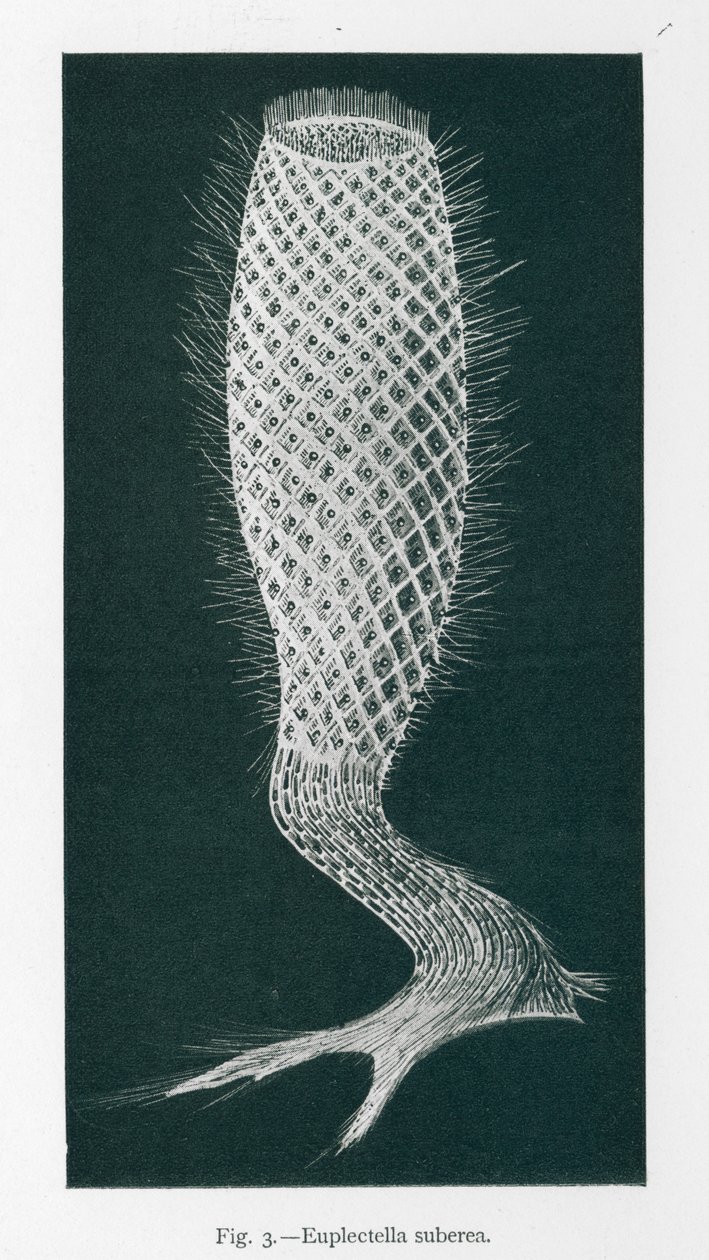 Schönheiten der Natur: Euplectella Suberea (Litho) von English School