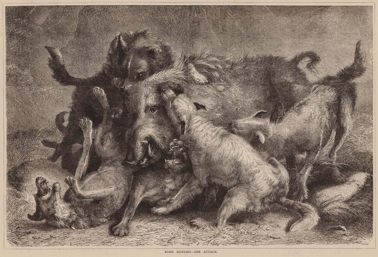 Wildschweinjagd, Der Angriff von English School