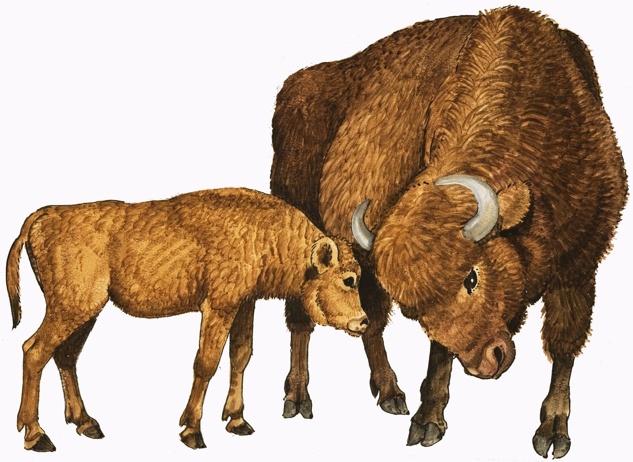 Büffel und Kalb von English School