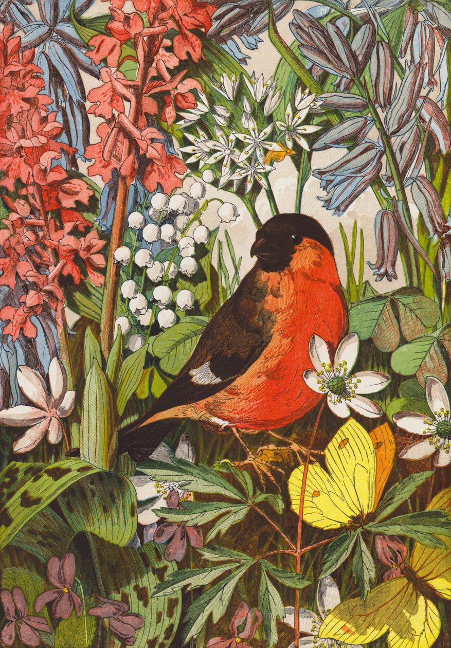 Gimpel von English School