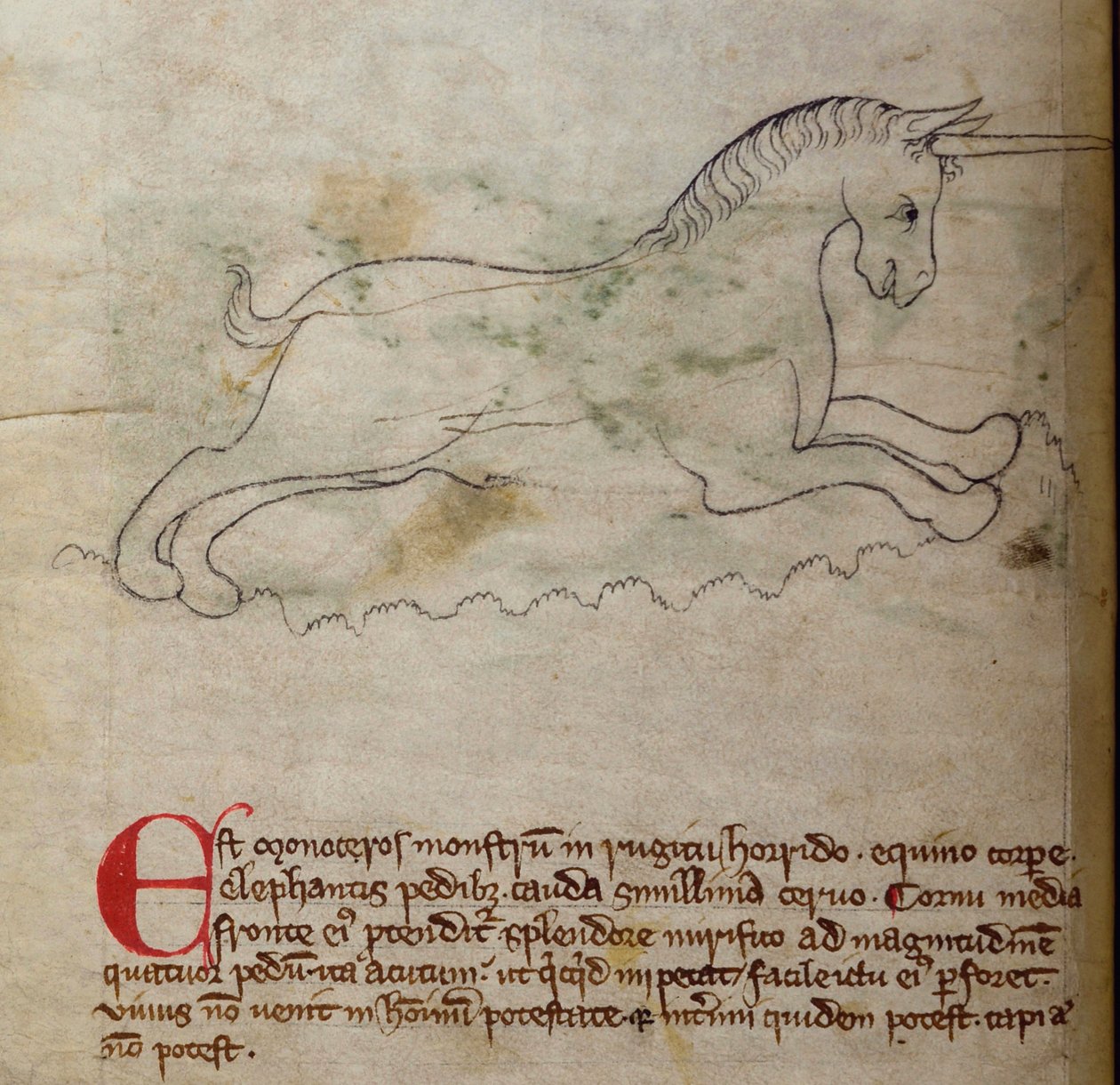 Monoceros, aus Bestiarium von English School