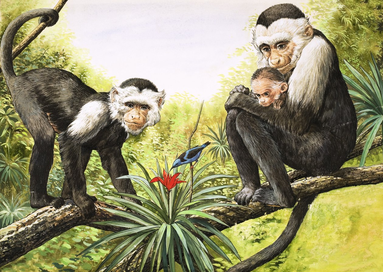 Kapuzineraffen, Illustration aus 
