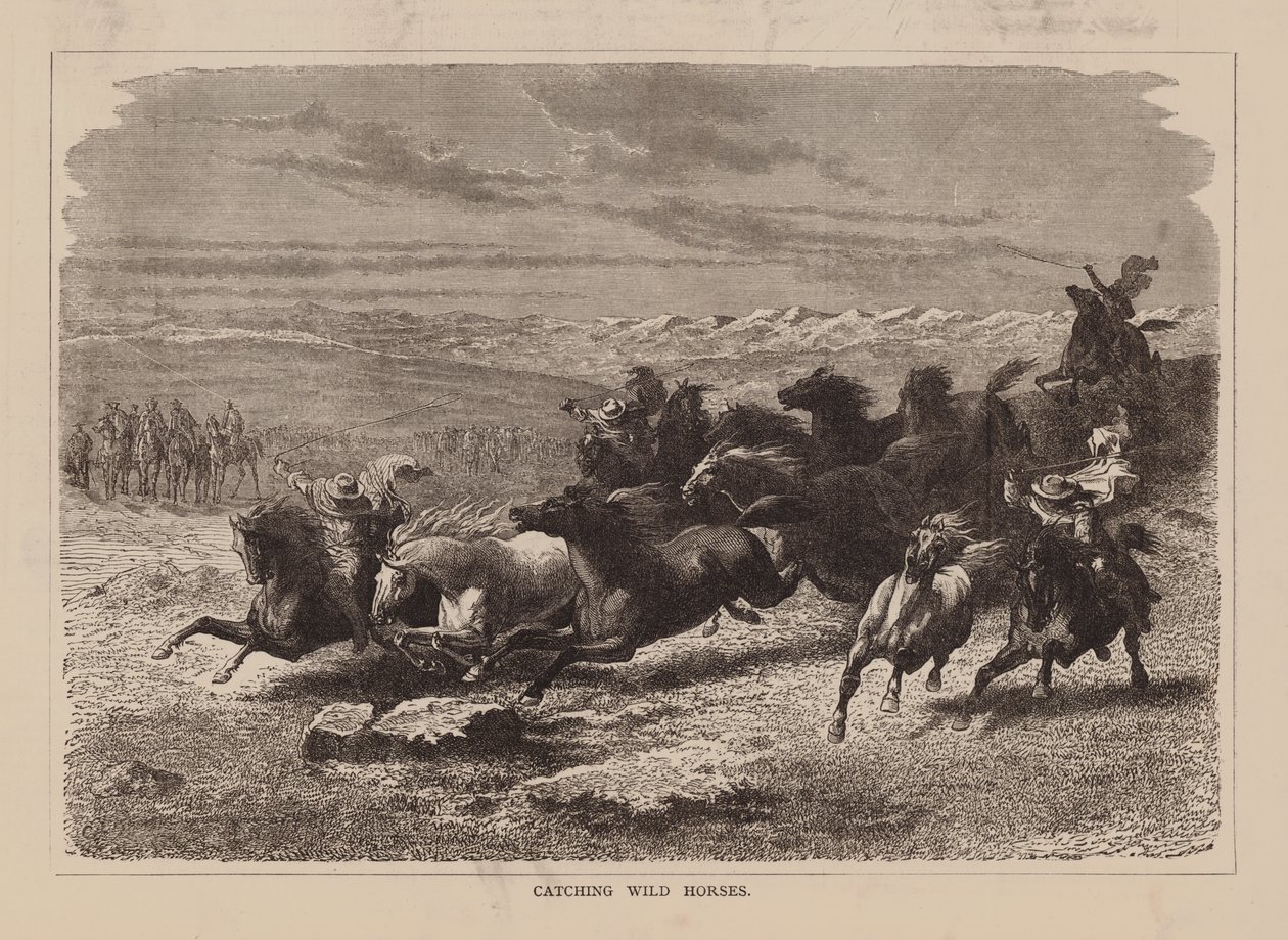 Wilde Pferde fangen von English School