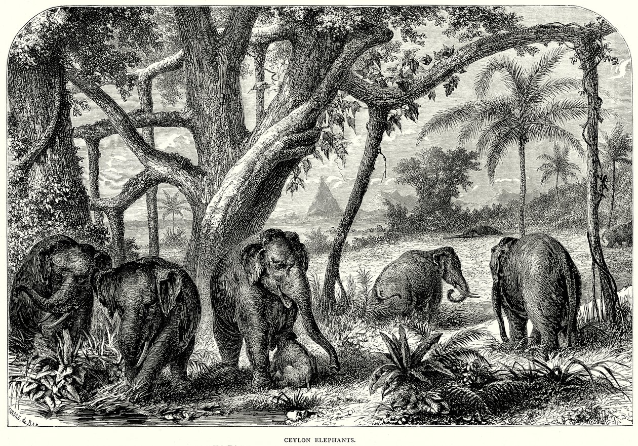 Ceylon-Elefanten von English School
