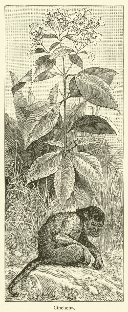 Chinarinde von English School
