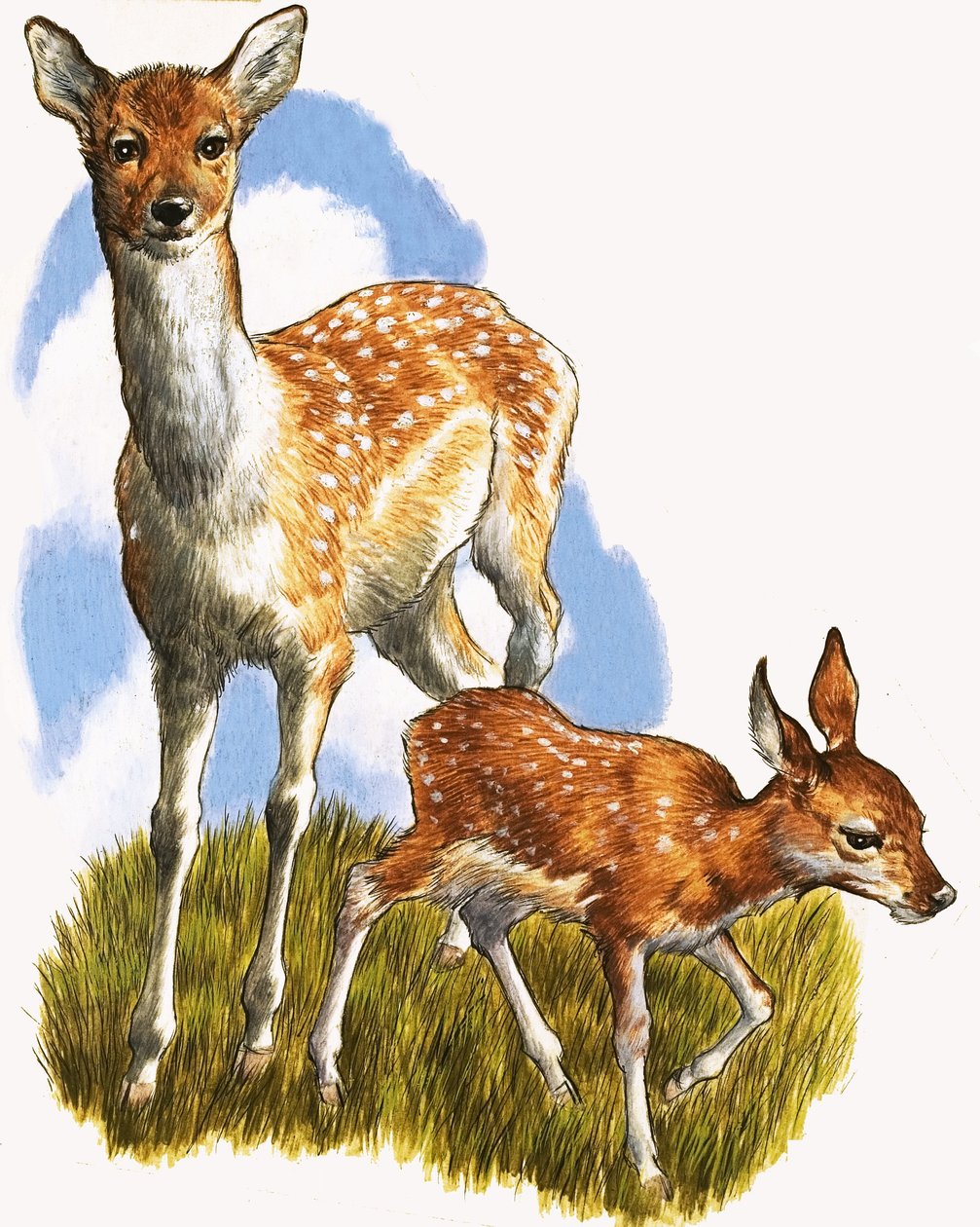 Hirsch und Fohlen von English School