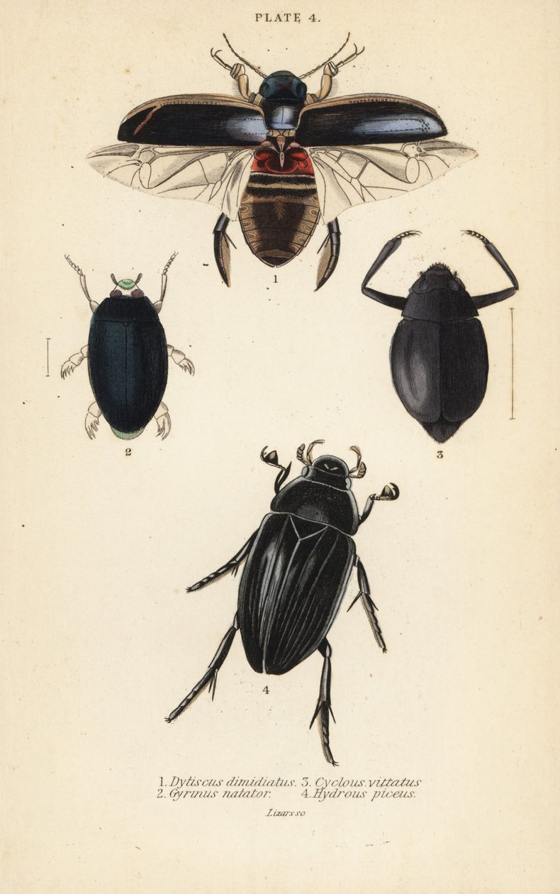Tauchkäfer, Dytiscus dimidiatus 1, Gemeiner Taumelkäfer, Gyrinus natator 2, Cyclous vittatus 3, und Großer Silberwasser-Käfer, Hydrophilus piceus 4 von English School