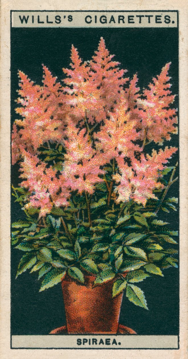 Blumenkultur in Töpfen: Spiraea von English School