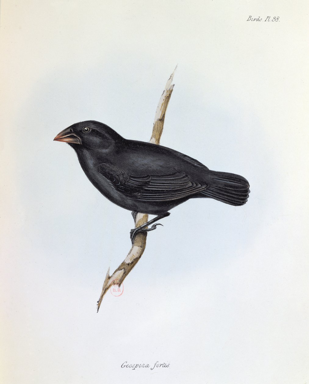Geospiza Fortis, Illustration aus Die Zoologie der Reise der H.M.S. Beagle, 1832-36, von Charles Darwin, 1840 von English School