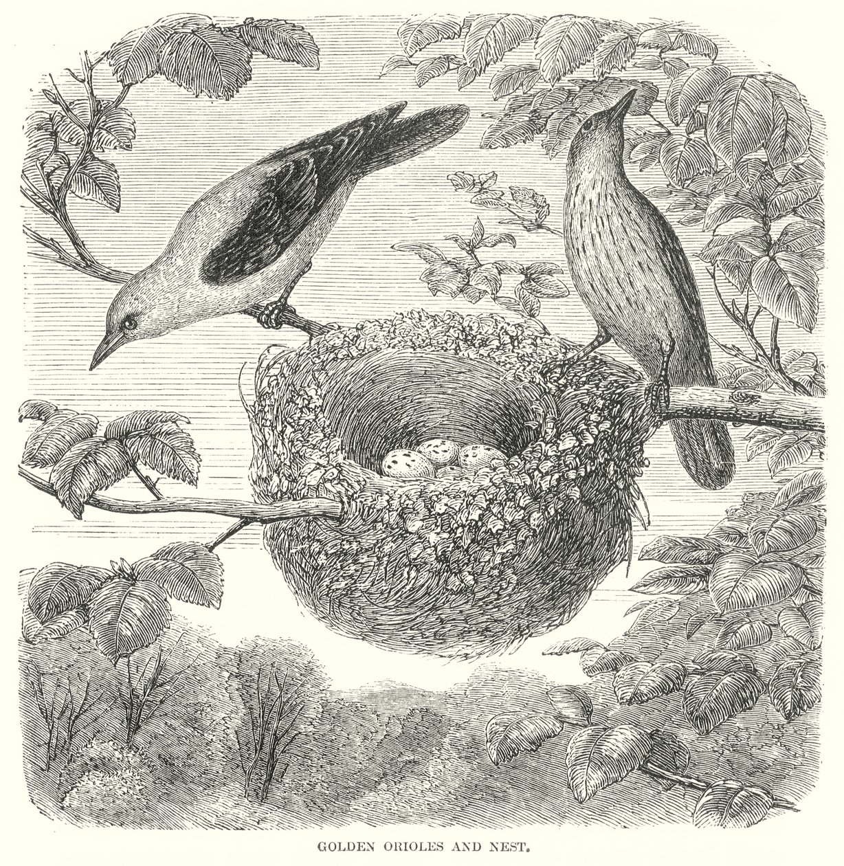 Pirol von English School