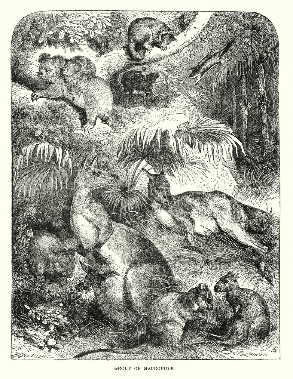 Gruppe von Makropiden von English School