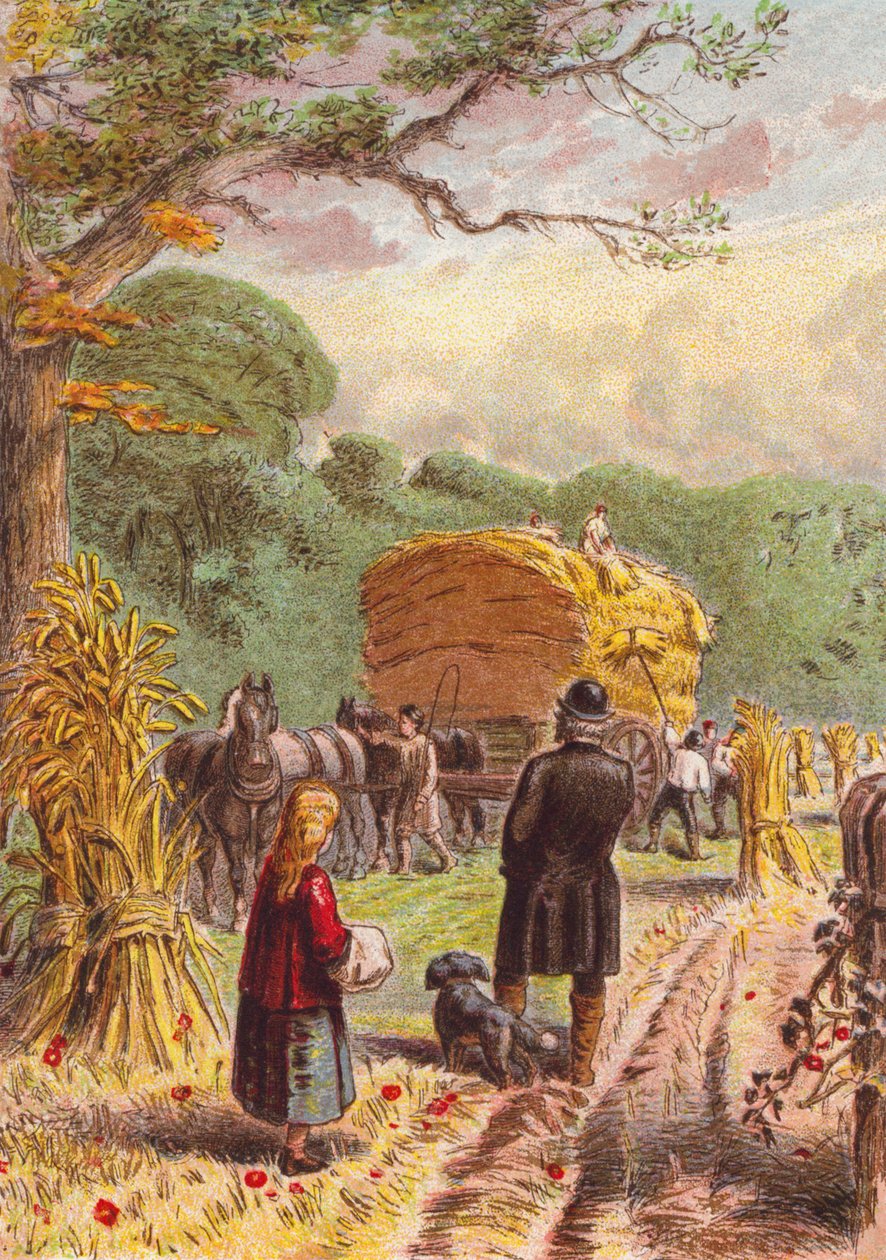 Ernte auf den Feldern von English School