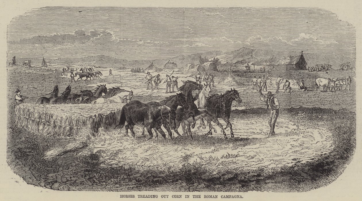 Pferde treten Korn in der römischen Campagna (Gravur) von English School