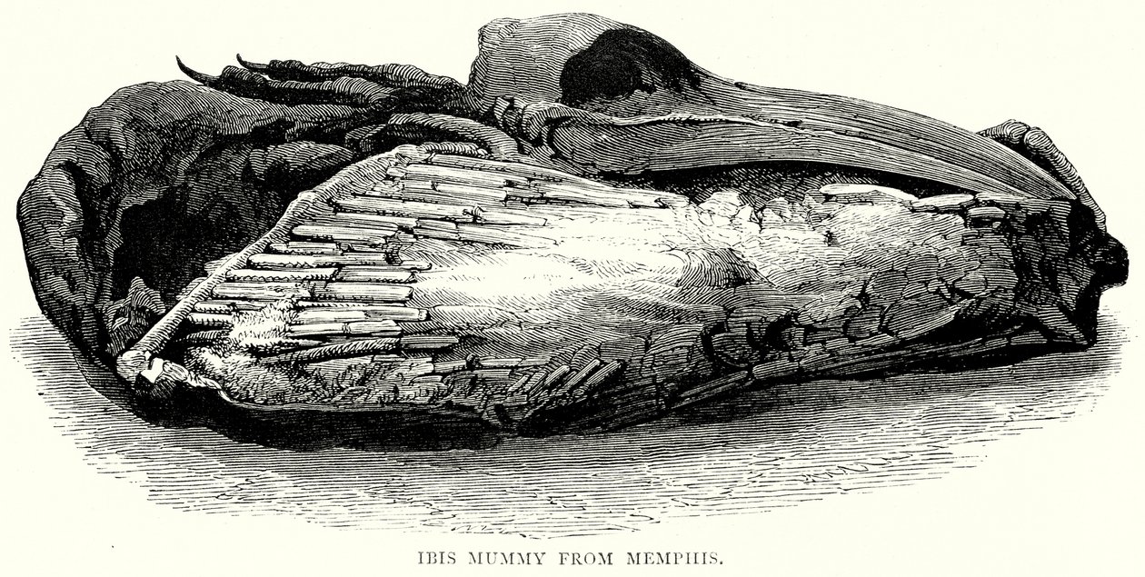 Ibis-Mumie aus Memphis (Gravur) von English School