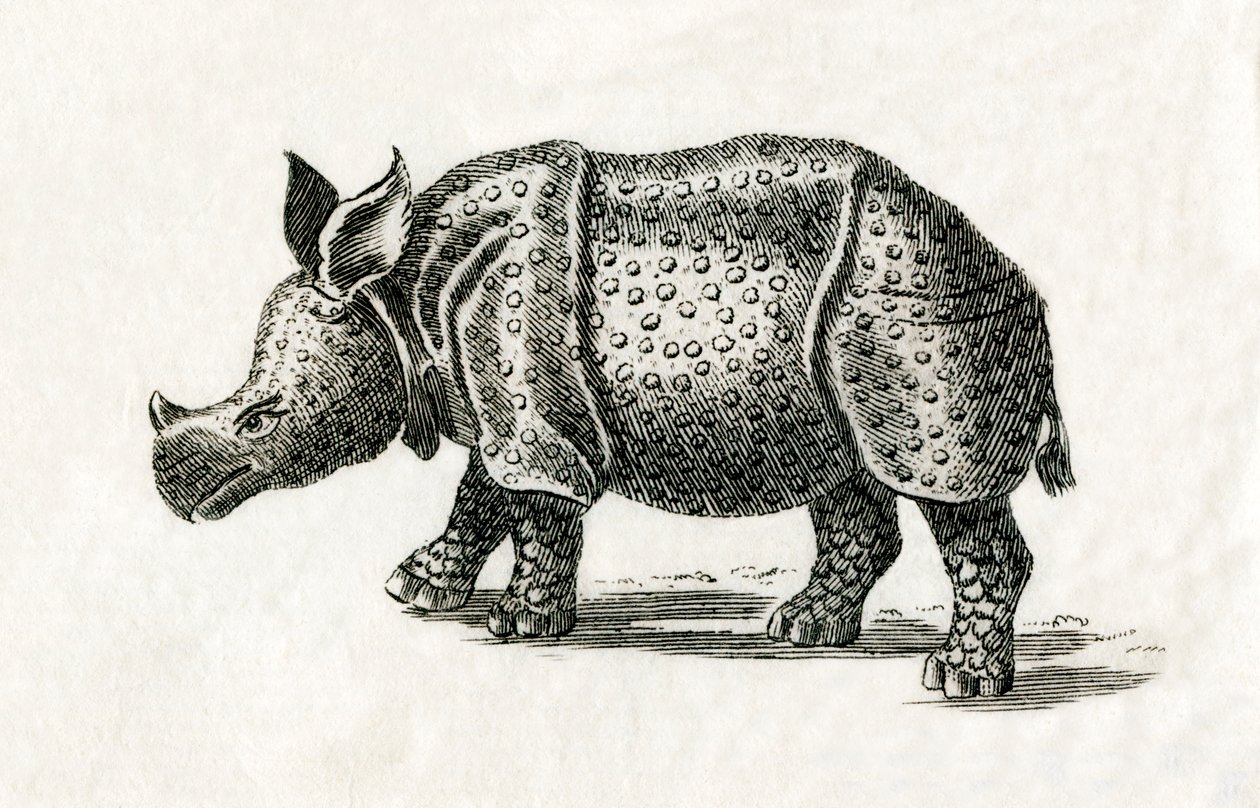 Indisches Nashorn oder Großes Einhorn-Nashorn, Rhinoceros unicornis, aus einem Druck des 18. Jahrhunderts (Gravur) von English School