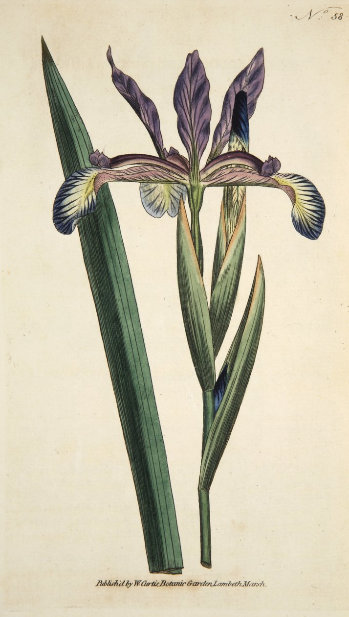 Iris Spuria (Spuriose Iris), aus The Botanical Magazine or Flower Garden Displayed, veröffentlicht 1790 (handkolorierte Gravur) von English School