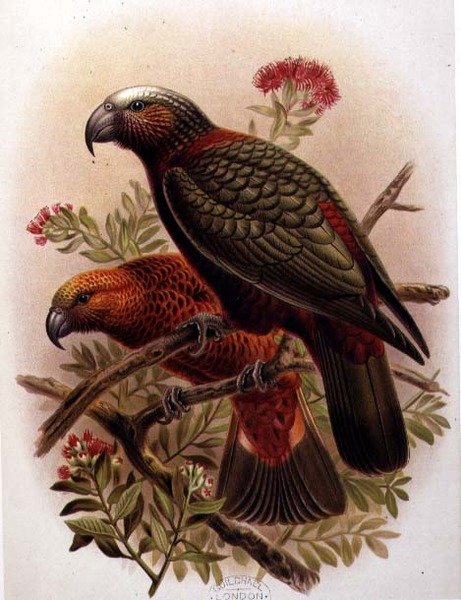 Kaka-Papagei und Kaka-Kura aus 