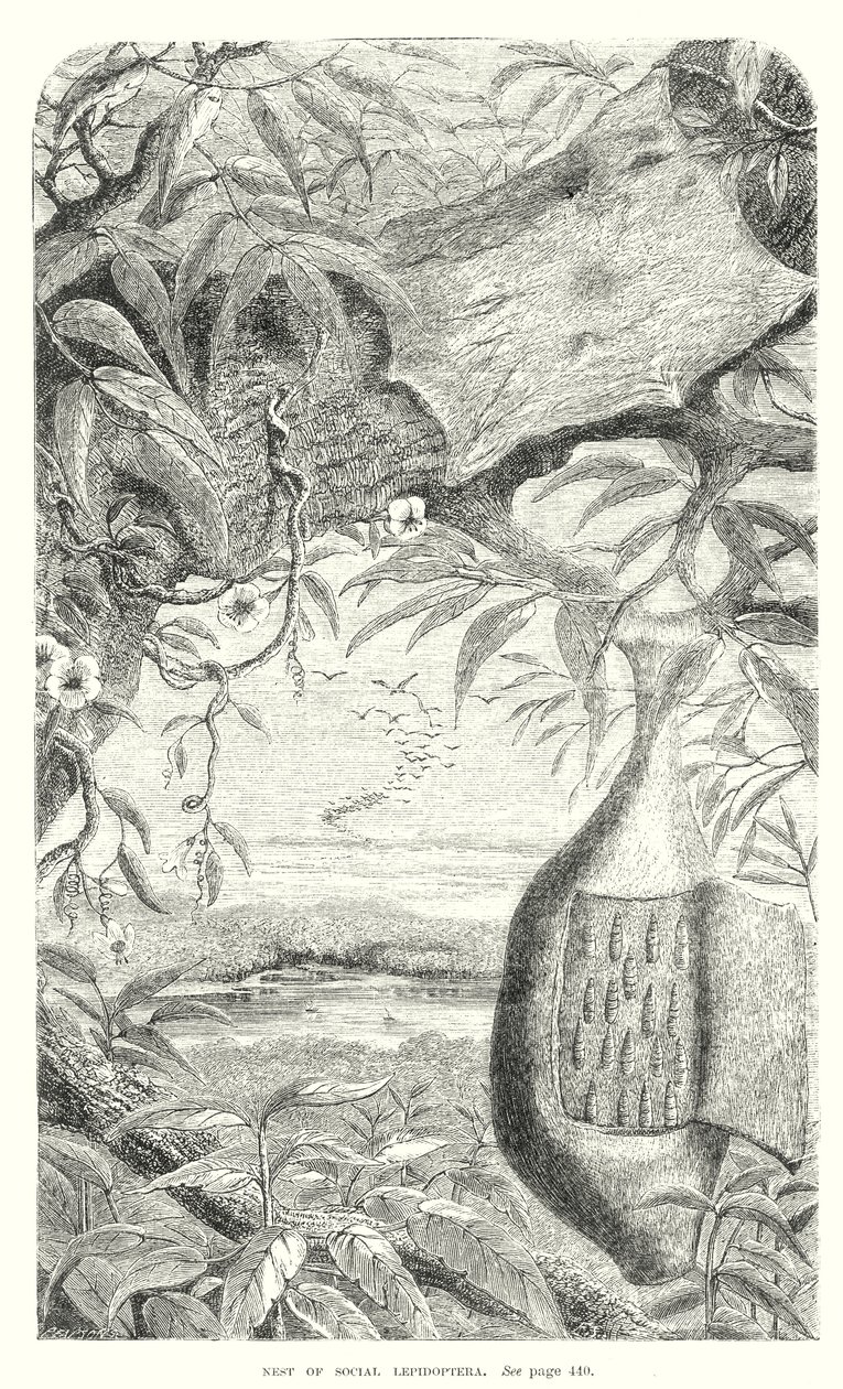 Lepidopteren-Insekten von English School