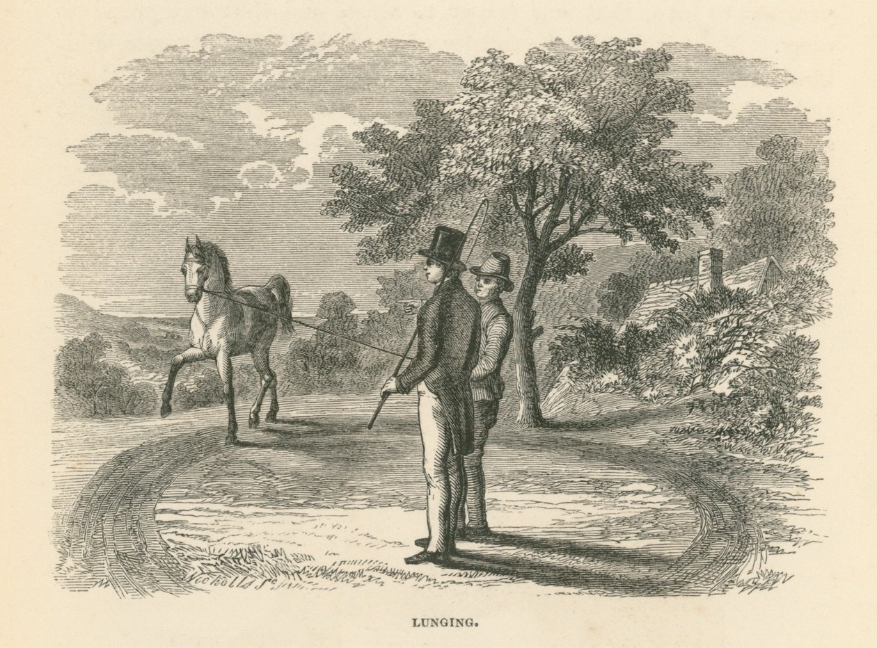 Lunging von English School