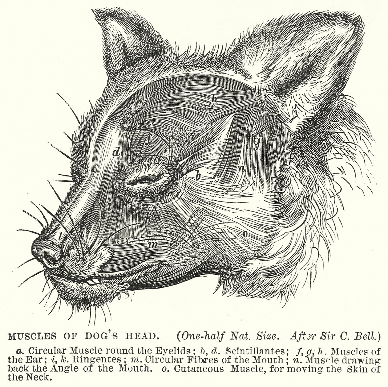 Muskeln des Hundekopfes von English School