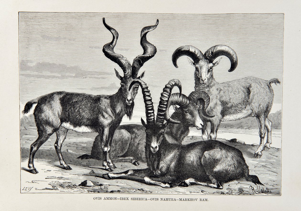 Ovis Ammon - Ibex Siberica - Ovis Nabura - Markhov Widder, Illustration aus Die Universalgeographie, die Erde und ihre Bewohner von Elisee Reclus, veröffentlicht 1878 von English School