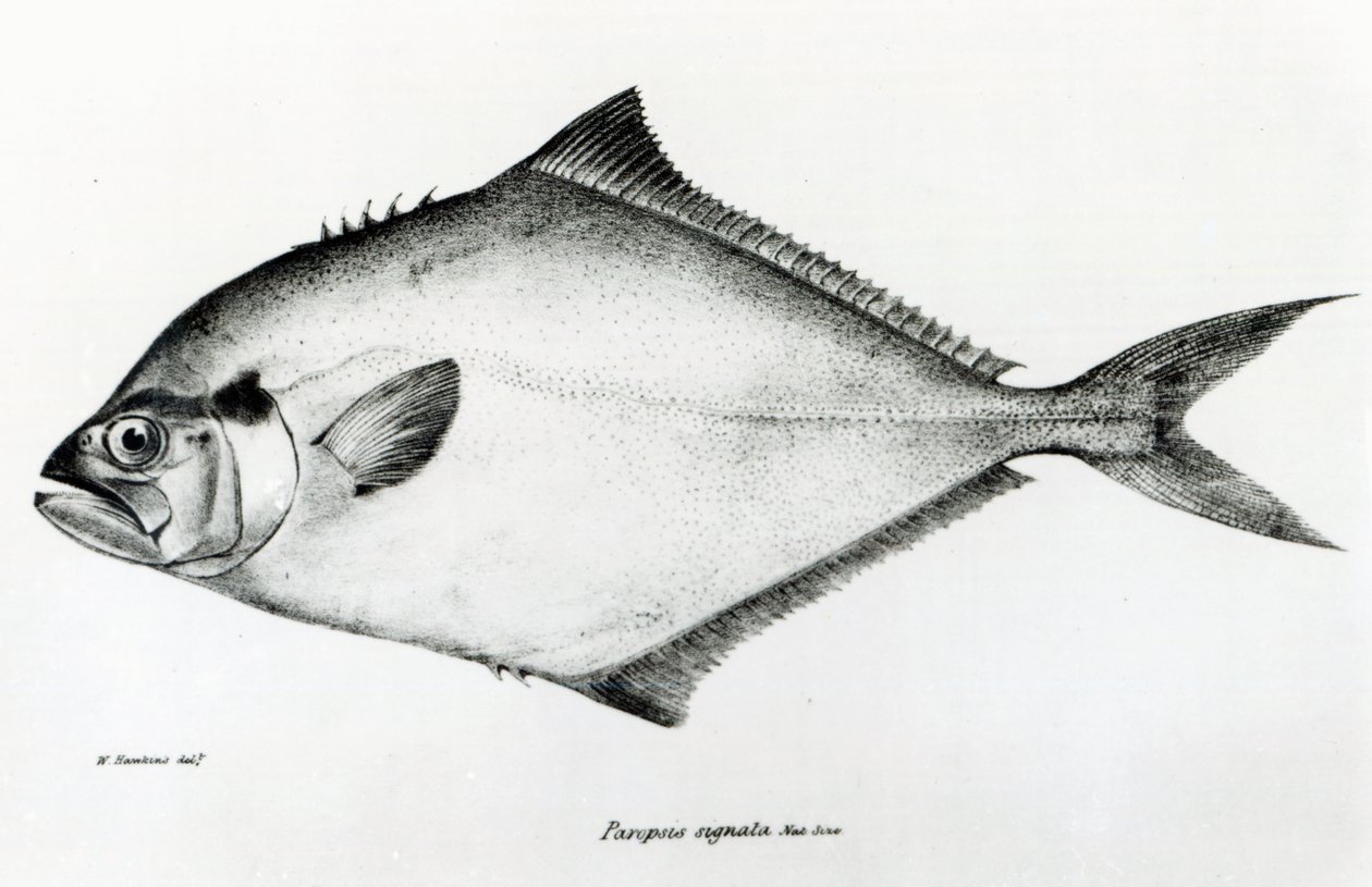 Paropsis Signata, Tafel 13 aus 