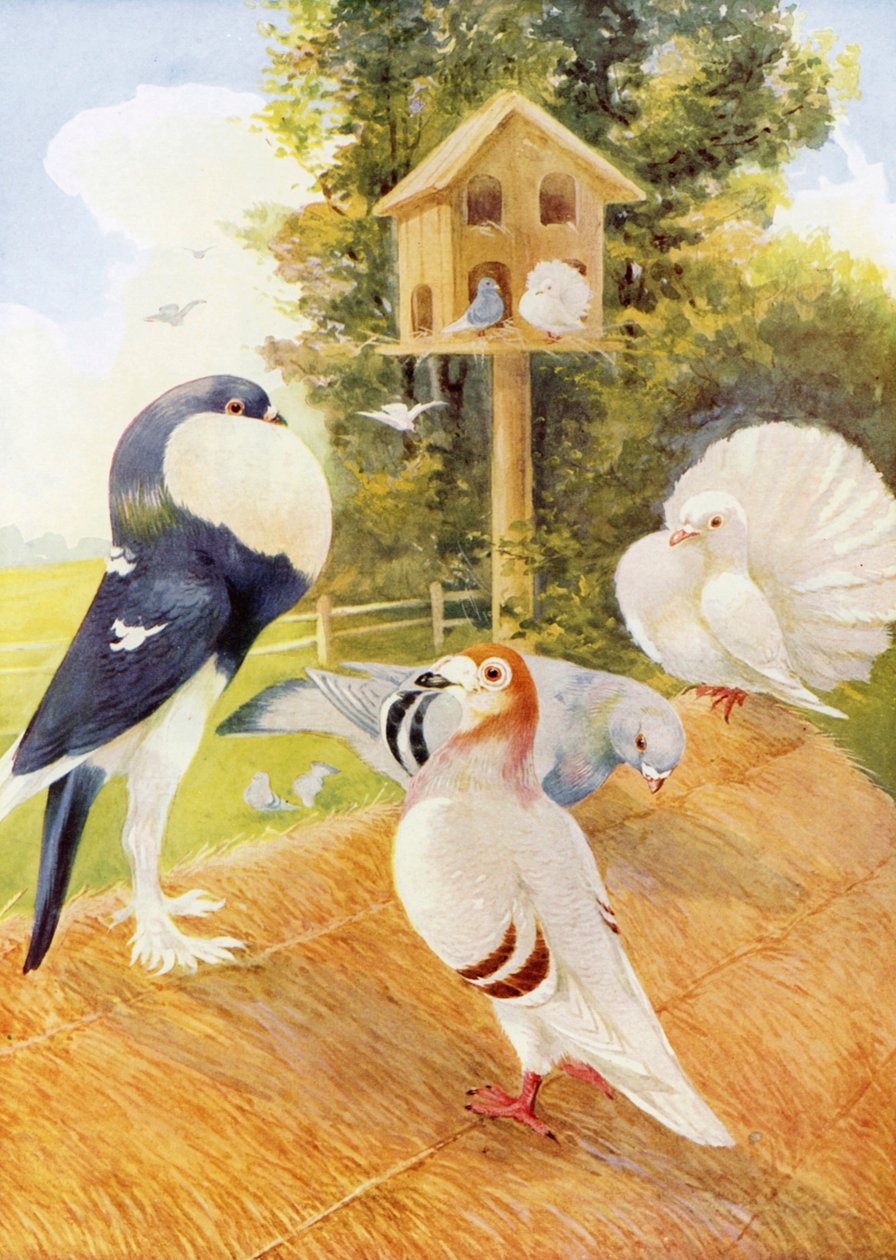 Tauben von English School