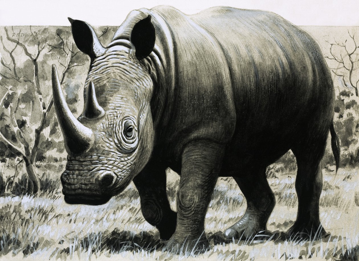 Nashorn von English School