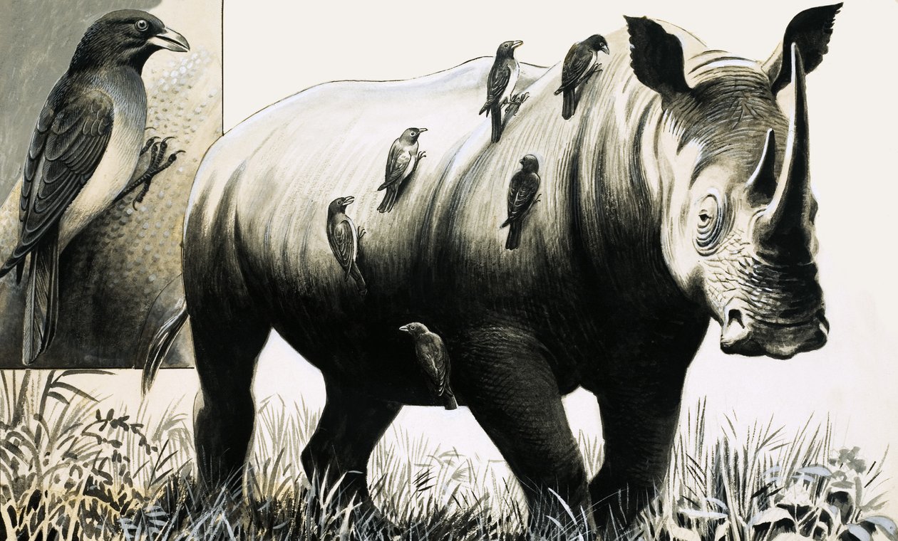 Nashorn und Madenhacker von English School