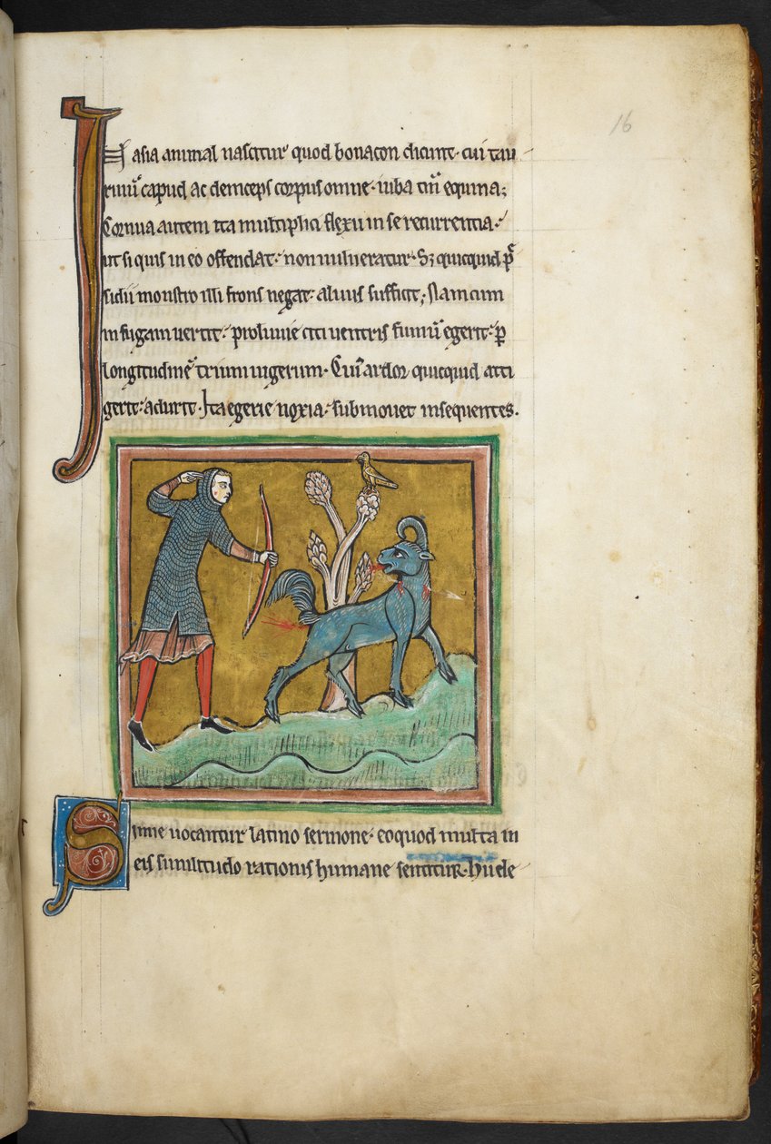 Ein Jäger, der einen Pfeil auf ein Tier schießt, aus Bestiarium (ff. 3-141), Lapidarium (ff. 141v-149), 2. Viertel des 13. Jahrhunderts von English School
