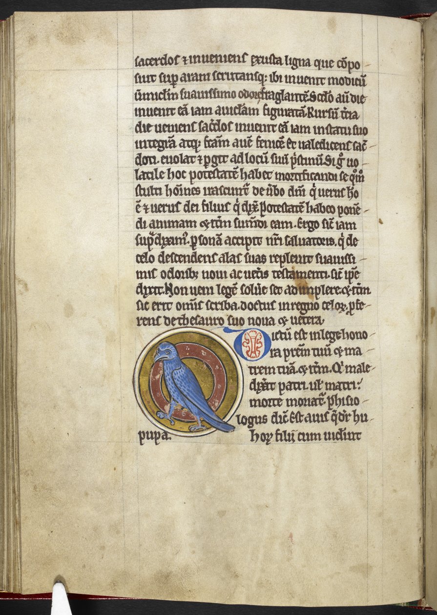 Wiedehopf, aus Bestiarium von English School
