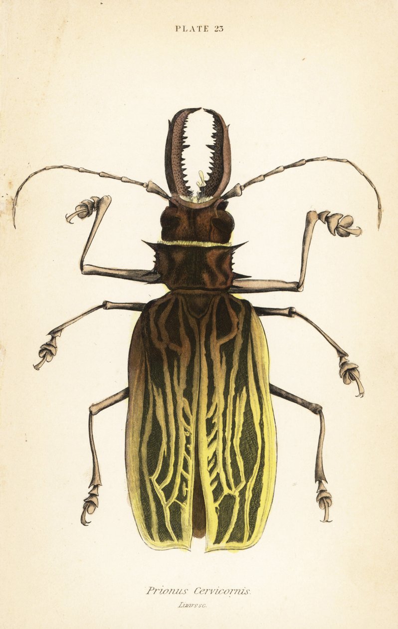 Säbelzahn-Langhornkäfer, Macrodontia cervicornis (Prionus cervicornis) von English School