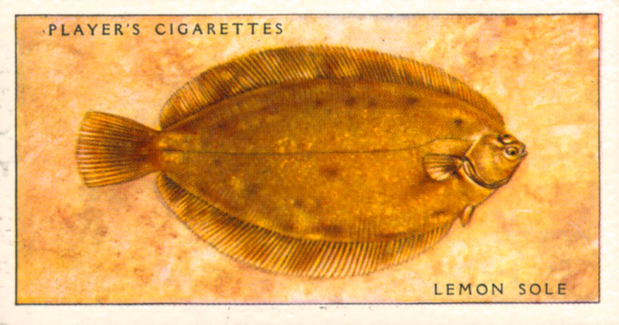 Seefische: Zitronenbutt von English School