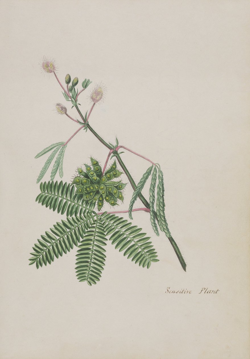 Empfindliche Pflanze, Illustration aus einem Album von Gedichten, ca. 1828 von English School