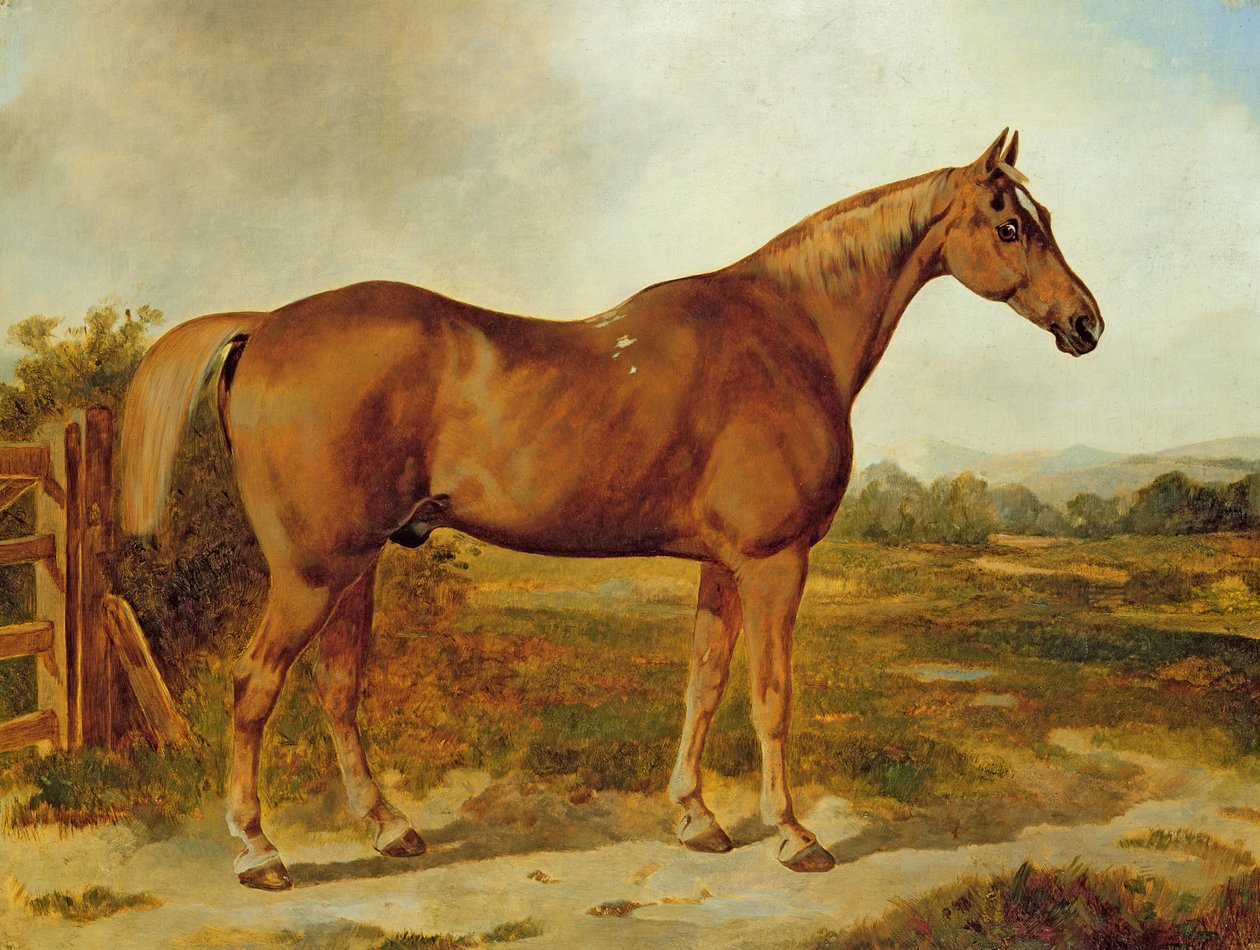 Silvertail, Porträt eines Pferdes von English School
