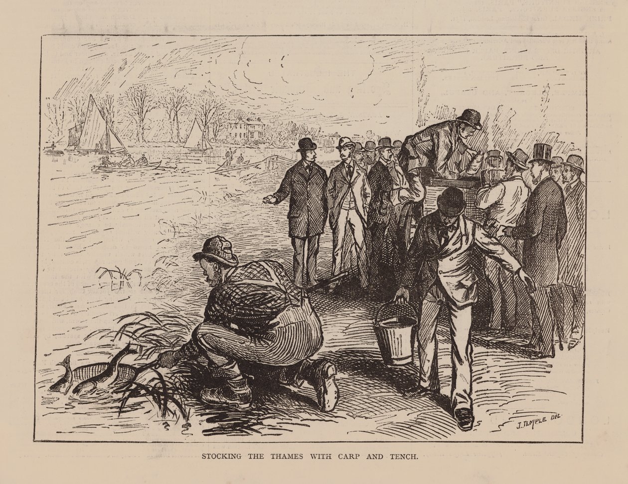 Besatzung der Themse mit Karpfen und Schleien von English School
