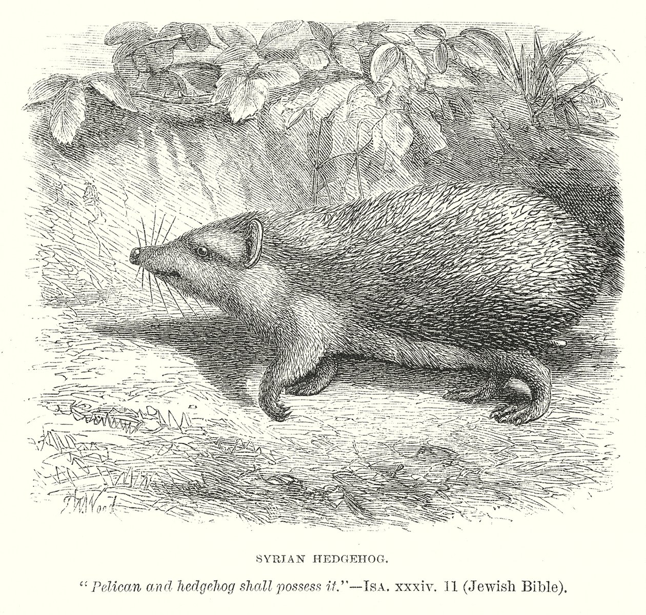 Syrischer Igel von English School