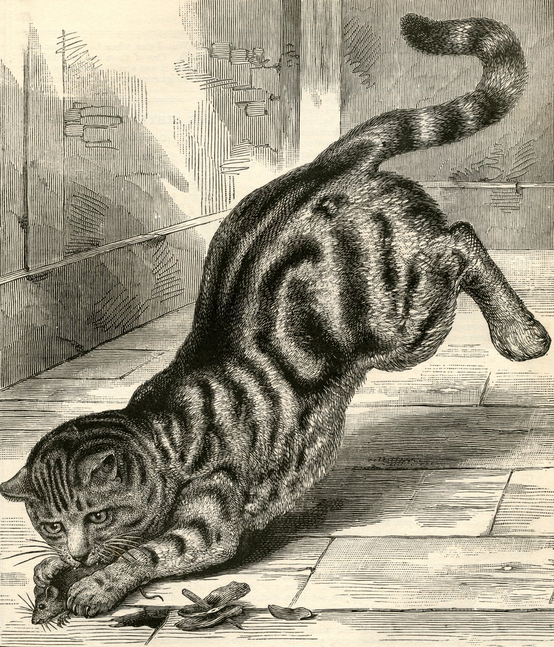 Getigerte Katze, die auf eine Maus springt von English School