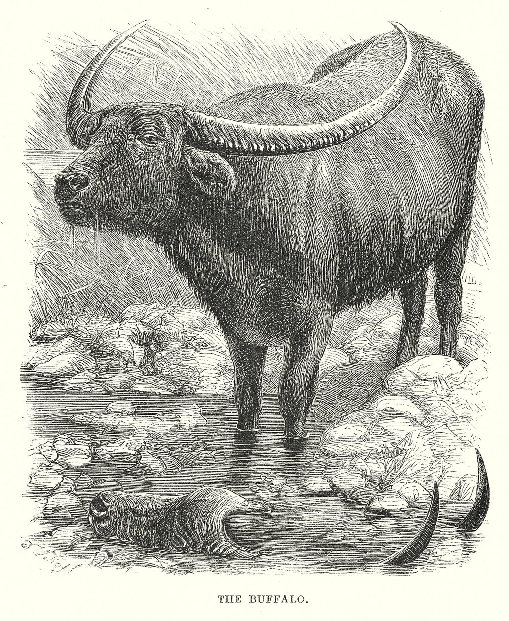 Der Büffel von English School