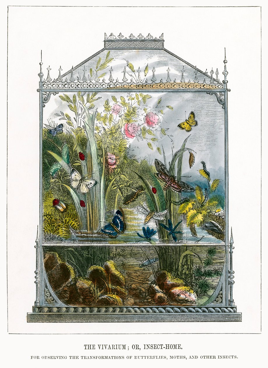 Das Schmetterlingsvivarium von English School