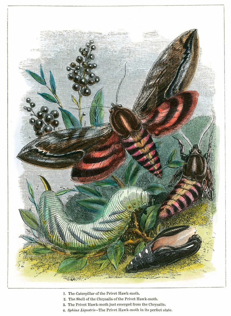 Das Schmetterlingsvivarium von English School