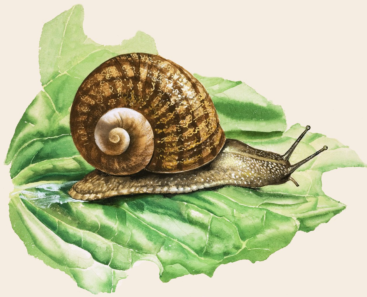Die Gemeine Gartenschnecke, Illustration aus 