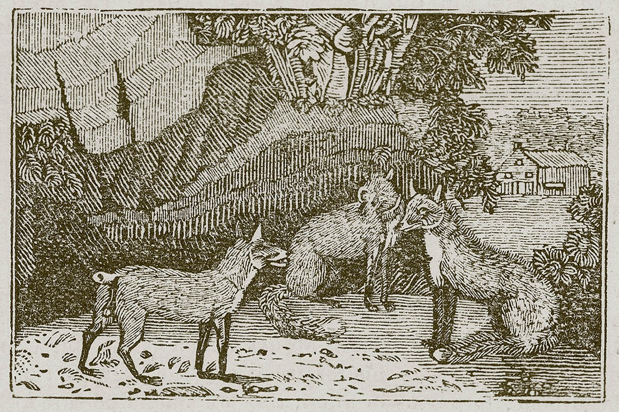 Der Fuchs ohne Schwanz von English School