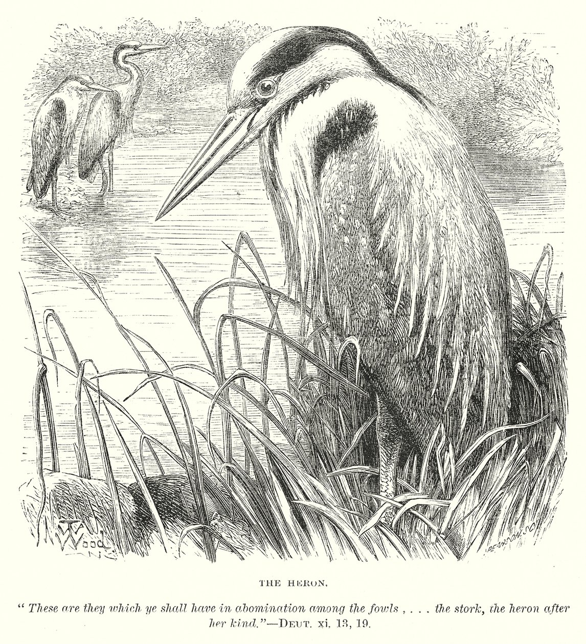 Der Reiher (Gravur) von English School