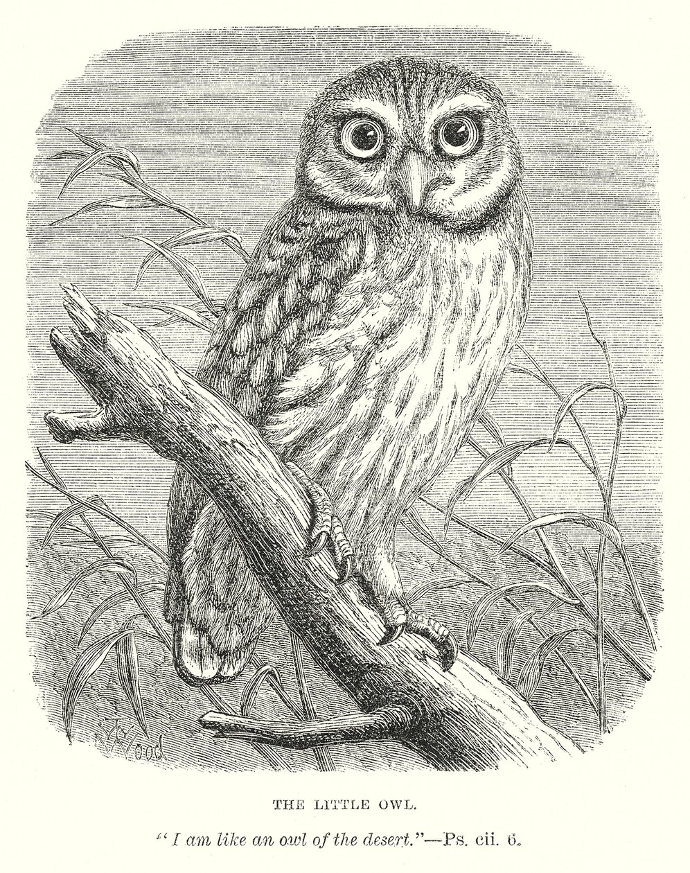 Die kleine Eule von English School