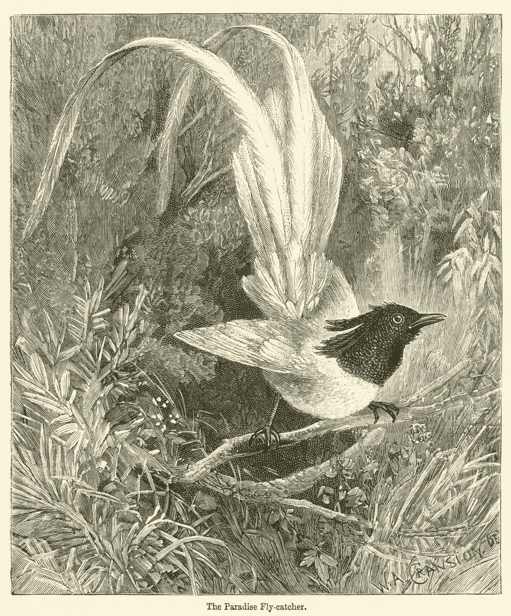 Der Paradiesvogel (Gravur) von English School