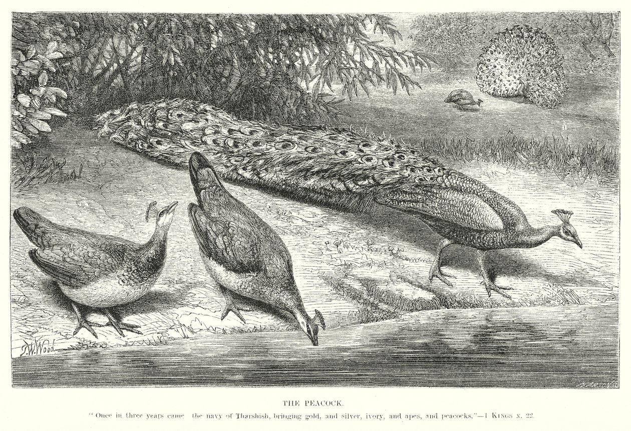 Der Pfau von English School