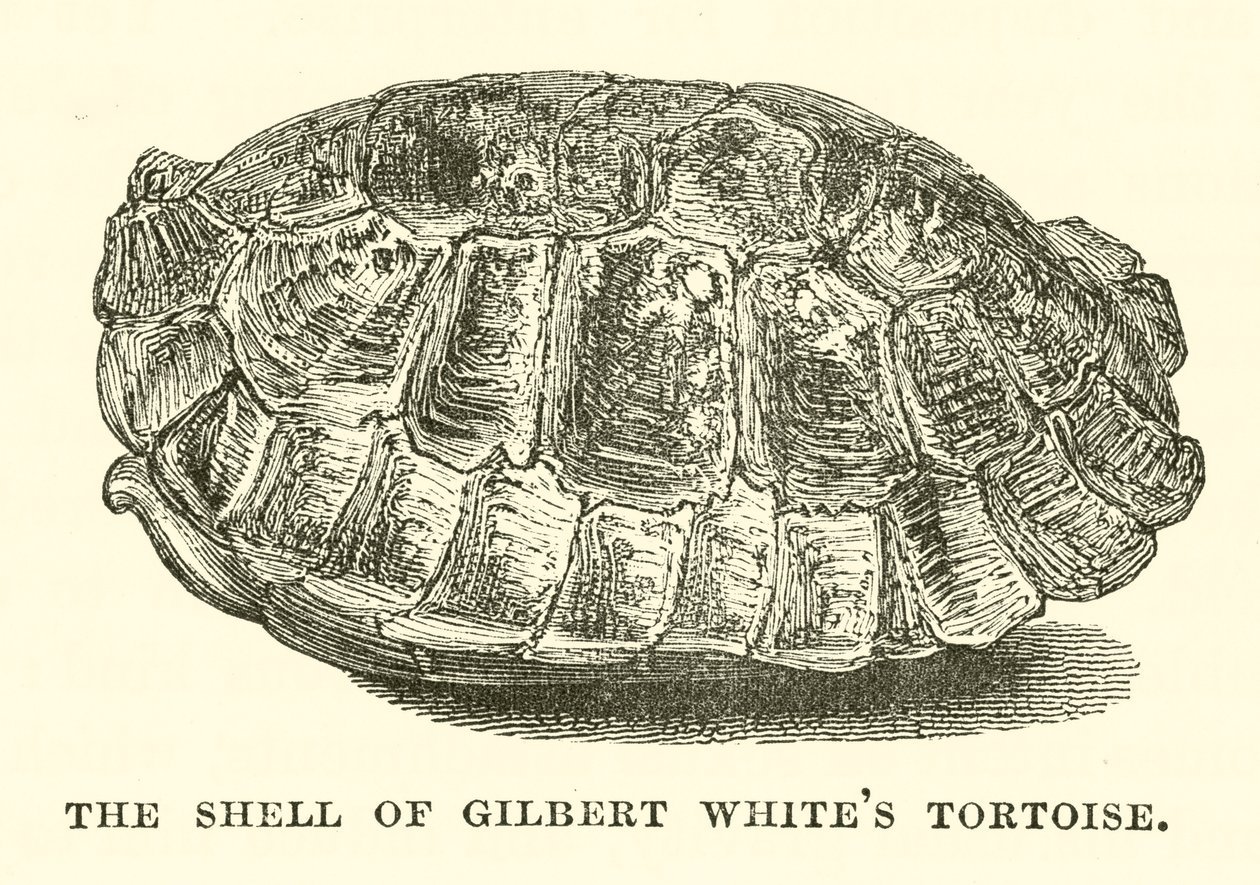 Der Panzer von Gilbert Whites Schildkröte (Gravur) von English School