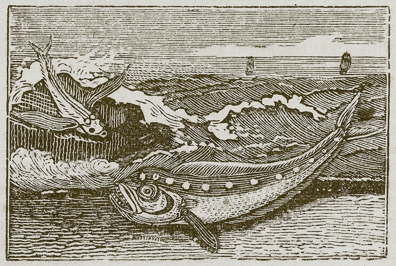 Der Thunfisch und der Delfin (Gravur) von English School